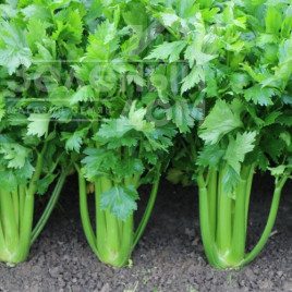Насіння селери Мерлін / Merlin, 70-80 днів купити оптом і в роздріб в Україні за вигідною ціною