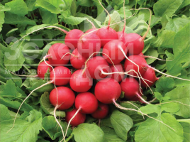Насіння редису Сора / Sora купити оптом і в роздріб в Україні за вигідною ціною