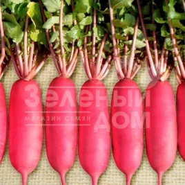 Семена редьки Шай F1 / Shy F1,60 дней купить оптом и в розницу в Украине по выгодной цене