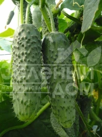 Семена огурцов Амур F1 / Amour F1,40-45 дней купить оптом и в розницу в Украине по выгодной цене