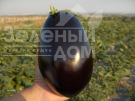 Насіння баклажанів Матрона F1 / Matrona F1 купити оптом і в роздріб в Україні за вигідною ціною