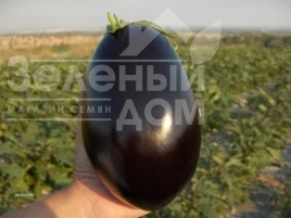 Насіння баклажану Матрона F1 / Matrona F1 купити оптом і в роздріб в Україні за вигідною ціною