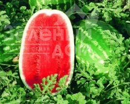 Семена арбуза Триумф F1 / Triumf F1 купить оптом и в розницу в Украине по выгодной цене