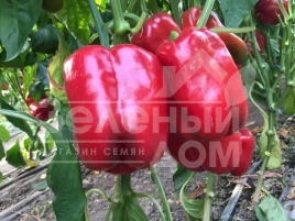 Семена сладкого перца Вангард F1 / Vangard F1,85 дней купить оптом и в розницу в Украине по выгодной цене