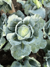 Капуста білокачанна Вінчі F1 / Vinchi F1, 130–135 днів купити оптом і в роздріб в Україні за вигідною ціною