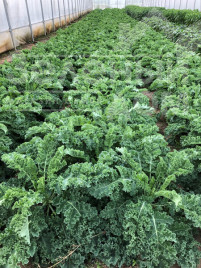 Насіння капусти листової Карілло F1 / Karillo F1, 45-75 днів купити оптом і в роздріб в Україні за вигідною ціною