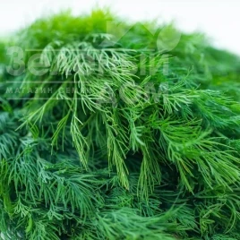 Семена укропа Мамонт  / Mamut купить оптом и в розницу в Украине по выгодной цене