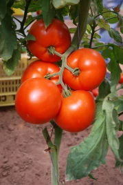 Семена томатов Нада F1 / Nada F1,70-72 дней купить оптом и в розницу в Украине по выгодной цене