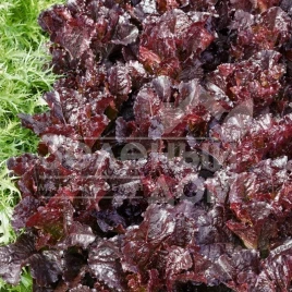 Семена салата Дарк Роден / Dark Roden купить оптом и в розницу в Украине по выгодной цене