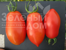 Насіння томатів Талент F1 / Talent F1 купити оптом і в роздріб в Україні за вигідною ціною