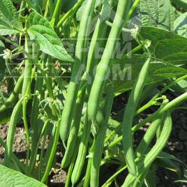 Насіння спаржевої квасолі Крокет / Kroket купити оптом і в роздріб в Україні за вигідною ціною