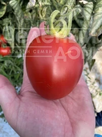 Семена томатов Бильбао F1 / Bilbao F1 купить оптом и в розницу в Украине по выгодной цене