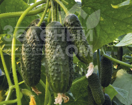 Насіння огірків Маніфест F1 / Manifest F1 купити оптом і в роздріб в Україні за вигідною ціною