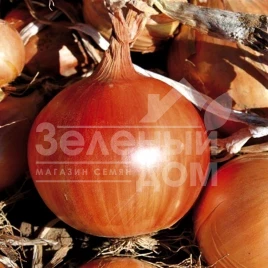 Лук репчатый Легаси / Legasy, 130-140 дней купить оптом и в розницу в Украине по выгодной цене