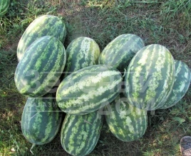 Семена арбуза ЛС 1667 F1 / LS 1667 F1,62-65 дней купить оптом и в розницу в Украине по выгодной цене