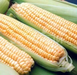 Семена кукурузы Андриа F1 / Andria F1,90-95 дней купить оптом и в розницу в Украине по выгодной цене