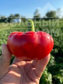 Семена сладкого перца П 16262 F1 / Р 16262 F1 купить оптом и в розницу в Украине по выгодной цене