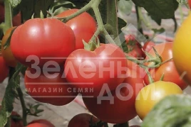 Семена томатов Капонет F1 / Caponet F1 купить оптом и в розницу в Украине по выгодной цене