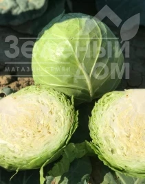 Семена капусты белокочанной Баградион F1 / Bagradion F1, 48-53 дня купить оптом и в розницу в Украине по выгодной цене