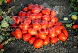Семена томатов 1648 F1 / 1648 F1, 115-120 дней купить оптом и в розницу в Украине по выгодной цене