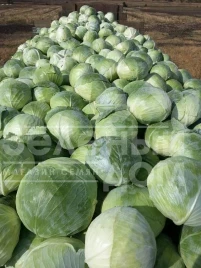 Семена капусты белокочанной Агрессор F1 / Agressor F1,110-120 дней купить оптом и в розницу в Украине по выгодной цене
