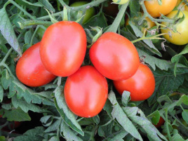 Насіння томатів Бріксол F1 / Briksol F1, 92-94 дні купити оптом і в роздріб в Україні за вигідною ціною