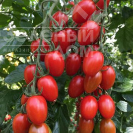 Насіння томатів Пекбол(142-520) F1 / Pekbol(142-520) F1,90-95 днів купити оптом і в роздріб в Україні за вигідною ціною