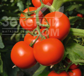 Насіння томатів Тойво F1 / Toivo F1,70-75 днів купити оптом і в роздріб в Україні за вигідною ціною