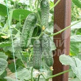Семена огурцов ЗКИ-104 F1 / ZKI-104 F1,42 дня купить оптом и в розницу в Украине по выгодной цене