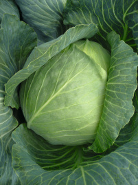 Насіння капусти білокачанної Бронко F1 / Bronco F1,80 днів купити оптом і в роздріб в Україні за вигідною ціною