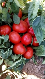 Семена томатов Айваз 331 F1 / Ajvaz 331 F1,65-70 дней купить оптом и в розницу в Украине по выгодной цене