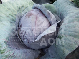 Семена капусты краснокочанной Модерат F1 / Moderat F1,115-125 дней купить оптом и в розницу в Украине по выгодной цене