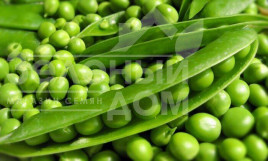 Насіння гороху Болеро / Bolero купити оптом і в роздріб в Україні за вигідною ціною