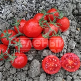 Семена томатов Воларе F1 /  Volare F1 купить оптом и в розницу в Украине по выгодной цене