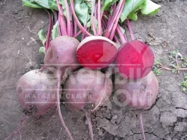 Семена свеклы Ларка / Larka,100-120 дней купить оптом и в розницу в Украине по выгодной цене