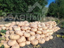 Насіння гарбуза Спеллкаст F1 / Spellkast F1, 80-95 днів купити оптом і в роздріб в Україні за вигідною ціною