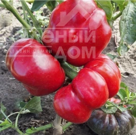 Семена сладкого перца Раен / Raen купить оптом и в розницу в Украине по выгодной цене