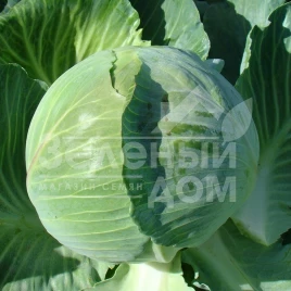 Семена капусты белокочанной Каунт F1 / Count F1,140 дней купить оптом и в розницу в Украине по выгодной цене