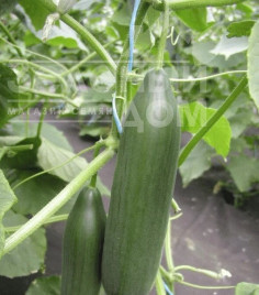 Насіння огірків Емілі F1 / Emilie F1,35-40 днів купити оптом і в роздріб в Україні за вигідною ціною