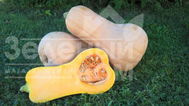 Насіння гарбуза Матільда F1 / Matilda F1,105-110 днів купити оптом і в роздріб в Україні за вигідною ціною