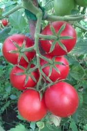 Семена томатов Бейбино F1 / Bejbino F1,90-100 дней купить оптом и в розницу в Украине по выгодной цене