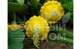 Семена патиссона Сансеанс F1 / Sunsience F1,40-45 дней купить оптом и в розницу в Украине по выгодной цене