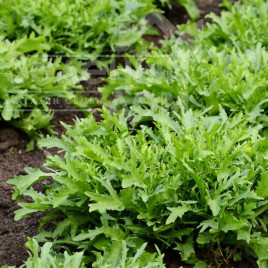 Рукола Синоп / Sinope купити оптом і в роздріб в Україні за вигідною ціною