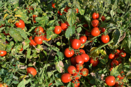 Насіння томатів Шкіпер F1 / Shkiper F1,95 днів купити оптом і в роздріб в Україні за вигідною ціною