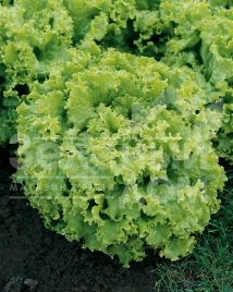 Семена салата Перл Джем / Perl Jem купить оптом и в розницу в Украине по выгодной цене