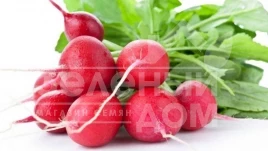Семена редиса Катрена F1 / Katrena F1,20-25 дней купить оптом и в розницу в Украине по выгодной цене