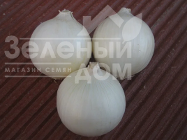 Цибуля ріпчаста Вайт Опера F1 / White Opera F1 купити оптом і в роздріб в Україні за вигідною ціною