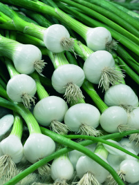 Цибуля на перо Раніла F1 (SM 0812) / Ranila F1 (SM 0812) купити оптом і в роздріб в Україні за вигідною ціною