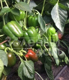 Семена сладкого перца Амарок F1 / Amarok F1,85 дней купить оптом и в розницу в Украине по выгодной цене