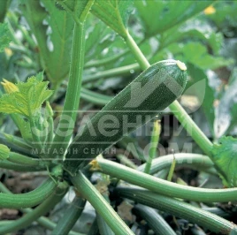 Семена кабачков Кора F1 / Kora F1,40-42 дня купить оптом и в розницу в Украине по выгодной цене